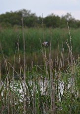 Loxahatchee-National-Wildlife-Refuge-Parkland-7965