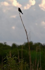 Loxahatchee-National-Wildlife-Refuge-Parkland-7968