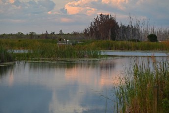 Loxahatchee-National-Wildlife-Refuge-Parkland-8011
