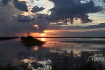 Loxahatchee-National-Wildlife-Refuge-Parkland-8052