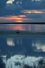 Loxahatchee-National-Wildlife-Refuge-Parkland-8090