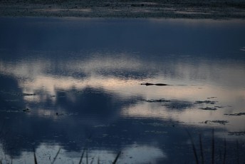 Loxahatchee-National-Wildlife-Refuge-Parkland-8106
