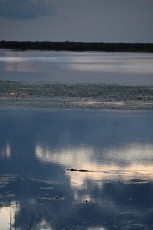 Loxahatchee-National-Wildlife-Refuge-Parkland-8109
