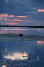 Loxahatchee-National-Wildlife-Refuge-Parkland-8110