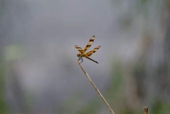 Loxahatchee-National-Wildlife-Refuge-Parkland-8238