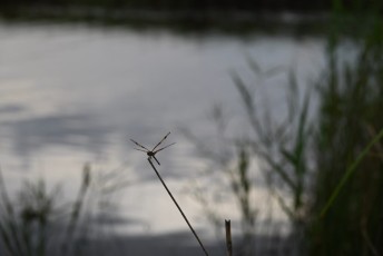 Loxahatchee-National-Wildlife-Refuge-Parkland-8241