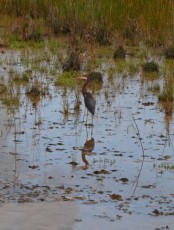 Loxahatchee-National-Wildlife-Refuge-Parkland-8279