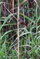 Loxahatchee-National-Wildlife-Refuge-Parkland-8306