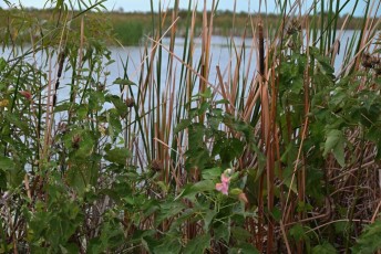 Loxahatchee-National-Wildlife-Refuge-Parkland-8313