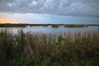 Loxahatchee-National-Wildlife-Refuge-Parkland-8319