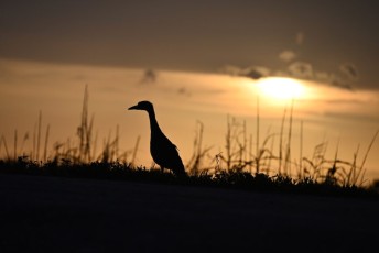 Loxahatchee-National-Wildlife-Refuge-Parkland-8333