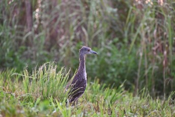Loxahatchee-National-Wildlife-Refuge-Parkland-8367