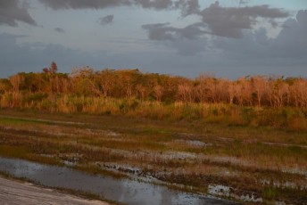Loxahatchee-National-Wildlife-Refuge-Parkland-8392