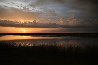 Loxahatchee-National-Wildlife-Refuge-Parkland-8438