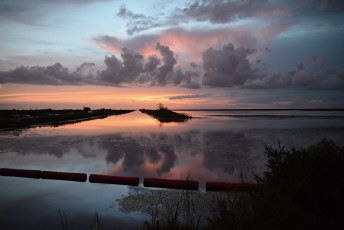 Loxahatchee-National-Wildlife-Refuge-Parkland-8524