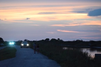 Loxahatchee-National-Wildlife-Refuge-Parkland-8526