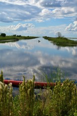 loxahatchee-everglades-floride-5319
