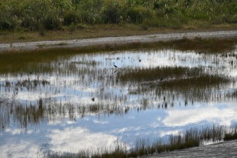 loxahatchee-everglades-floride-5409