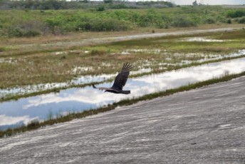 loxahatchee-everglades-floride-5416