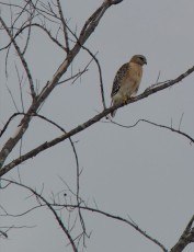 loxahatchee-preserve-Floride-6648