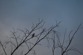 loxahatchee-preserve-Floride-6649