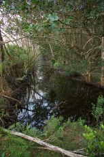 loxahatchee-preserve-Floride-6657