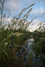 loxahatchee-preserve-Floride-6658