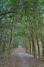 loxahatchee-preserve-Floride-6668