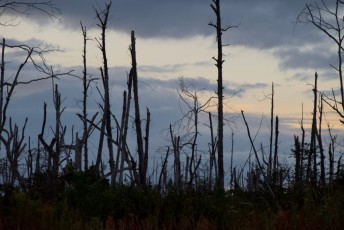 loxahatchee-preserve-Floride-6725