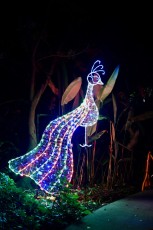 winter-wonderland-hoffman-decorations-noel-flamingo-gardens-davie-floride-3427