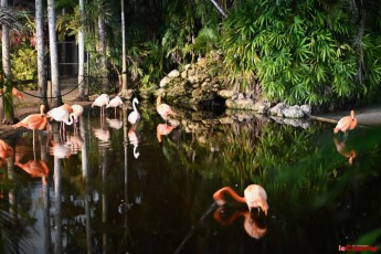 winter-wonderland-hoffman-decorations-noel-flamingo-gardens-davie-floride-3480