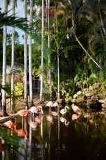 winter-wonderland-hoffman-decorations-noel-flamingo-gardens-davie-floride-3485