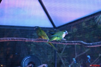 winter-wonderland-hoffman-decorations-noel-flamingo-gardens-davie-floride-3509