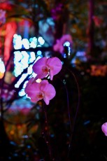 winter-wonderland-hoffman-decorations-noel-flamingo-gardens-davie-floride-3520