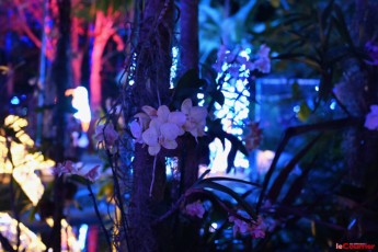 winter-wonderland-hoffman-decorations-noel-flamingo-gardens-davie-floride-3525