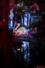 winter-wonderland-hoffman-decorations-noel-flamingo-gardens-davie-floride-3530