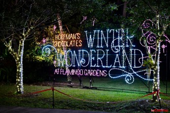 winter-wonderland-hoffman-decorations-noel-flamingo-gardens-davie-floride-3534