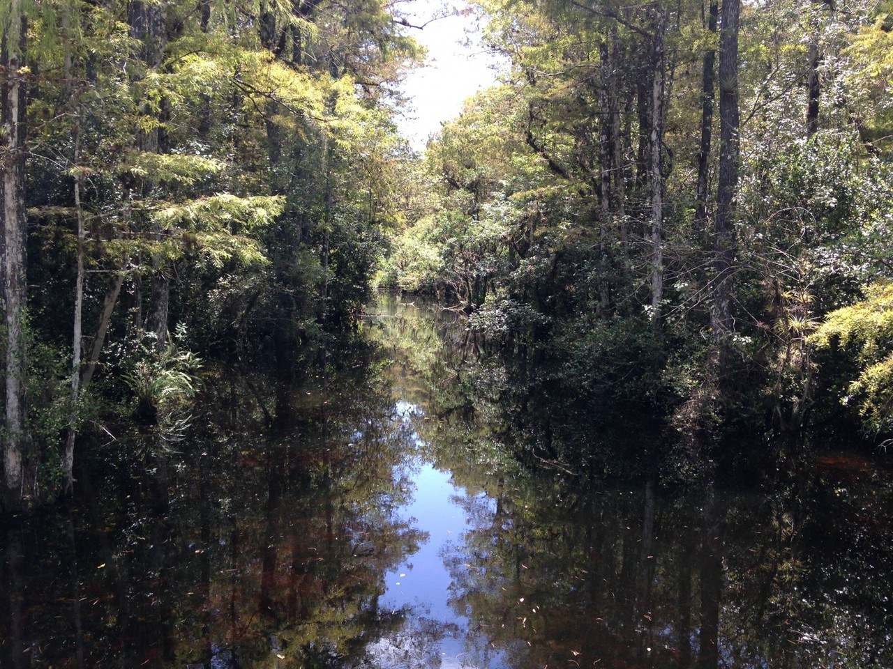 Loop Road -Everglades - Floride