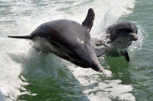 Un dauphin et son bébé à Naples en Floride (© Naples Marco Island Everglades CVB)