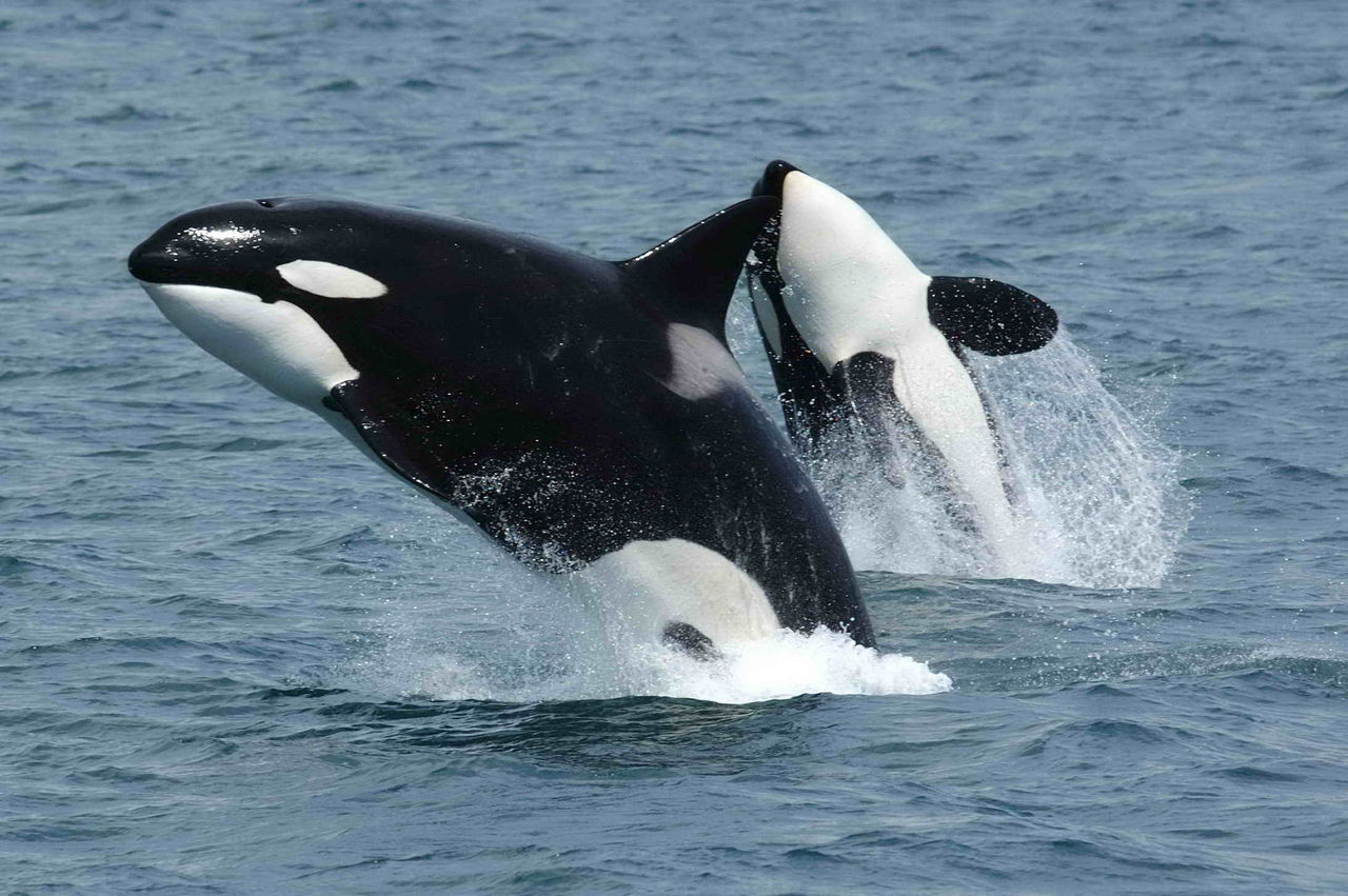 Orques (Photo : Robert Pittman — NOAA - Domaine public)