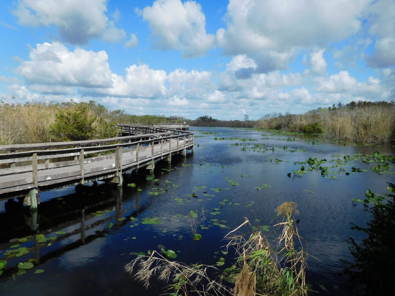 Anhinga Trail Royal Palm (Flamingo -Everglades national Park)