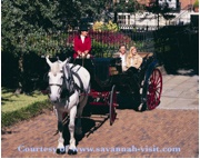 savannah-4