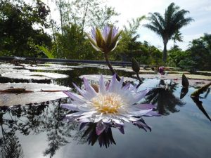 Nénuphars aux Jardins Botaniques de Naples / Floride