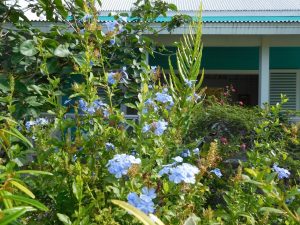 Jardins Botaniques de Naples / Floride