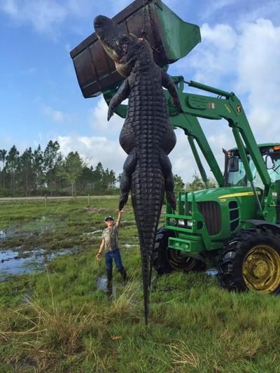 alligator-geant-2