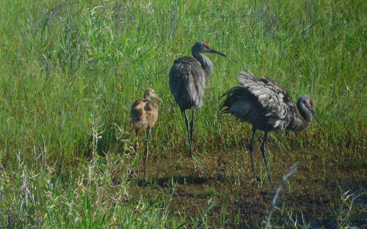 Grues de Floride en famille au Myakka River State Park de Sarasota