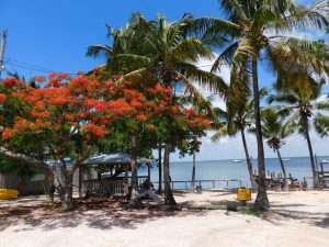 Caribbean Club / Key Largo / Floride