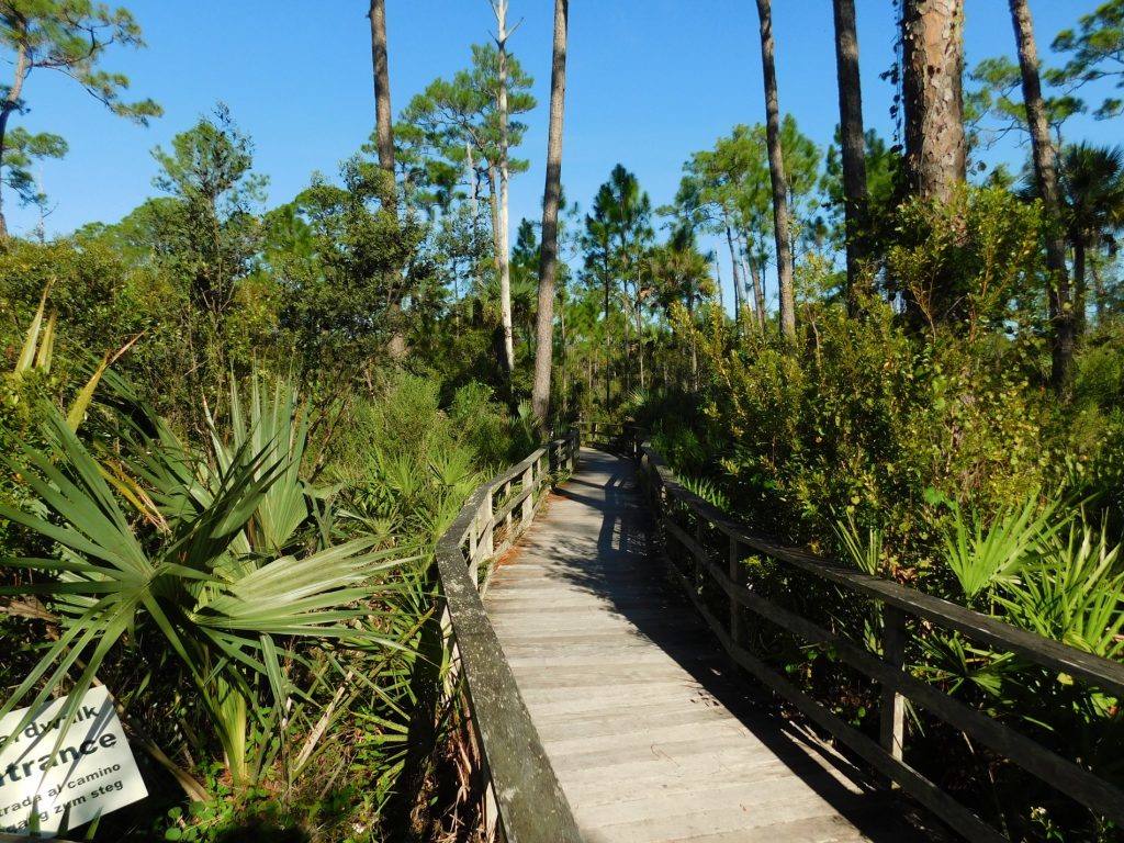 Corkscrew Swamp Sanctuary (Audubon Center dans les Everglades à Naples / Floride)