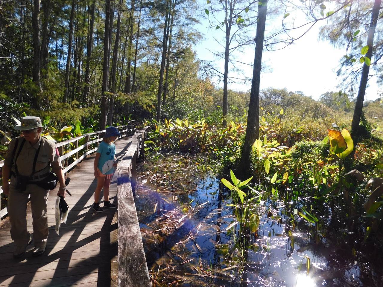 Corkscrew Swamp Sanctuary (Audubon Center dans les Everglades à Naples / Floride)