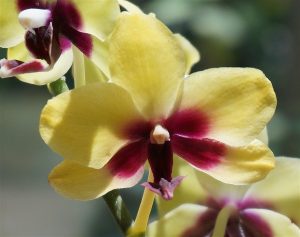 hybrid-phalaenopsis-close-up-1446327_960_720